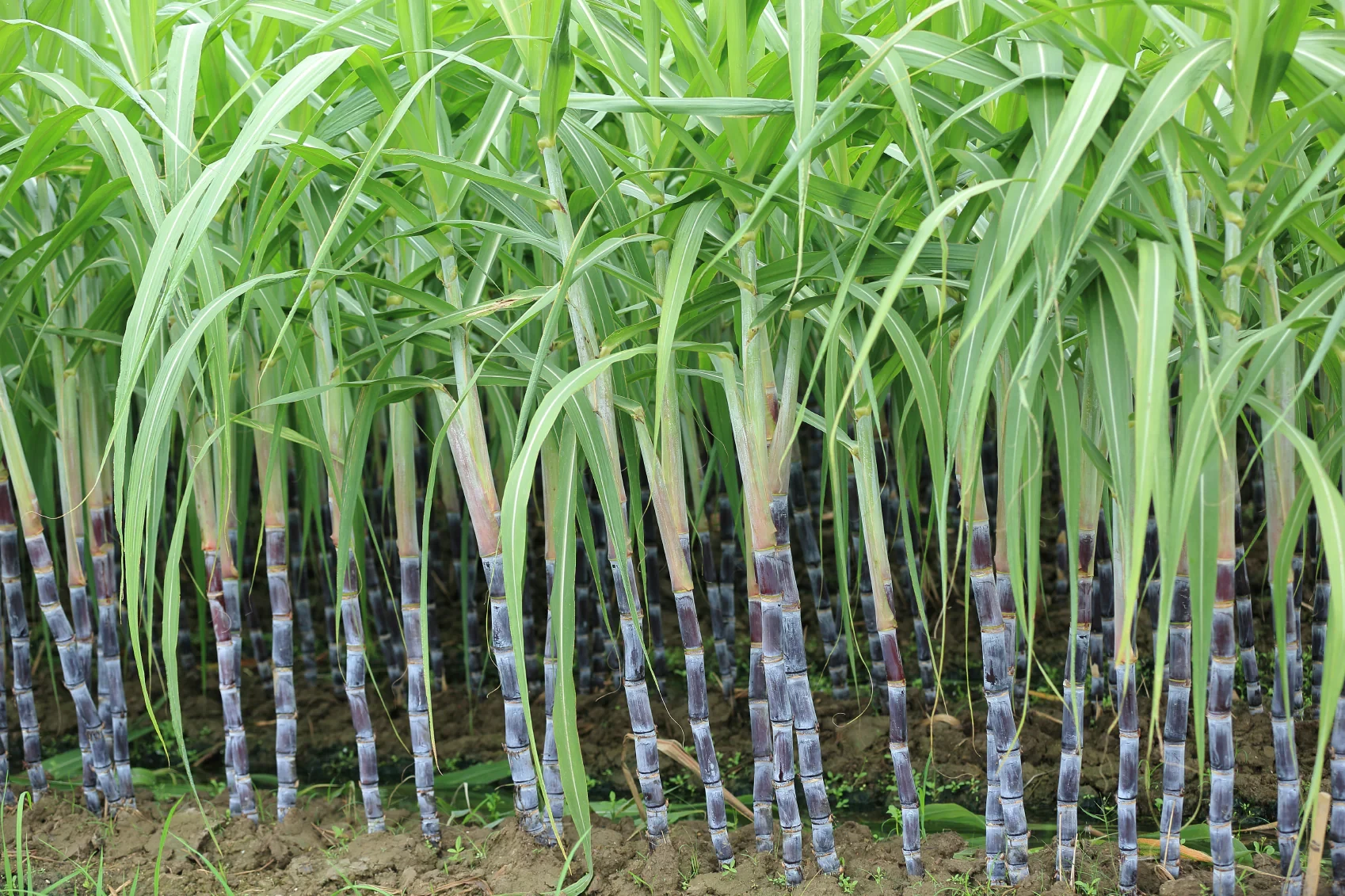 Cash Crops