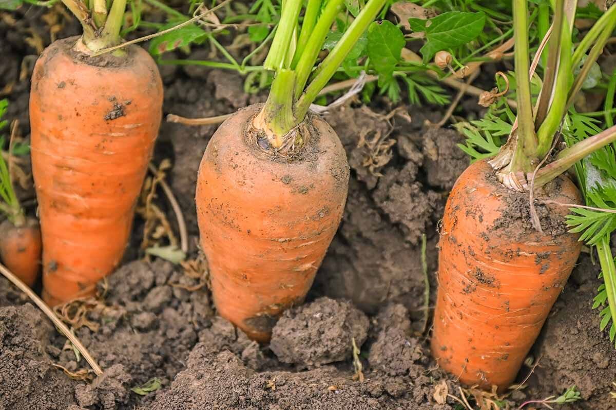 Vegetables