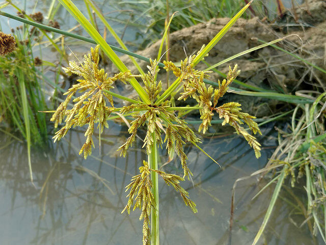 Ricefield Flatsedge