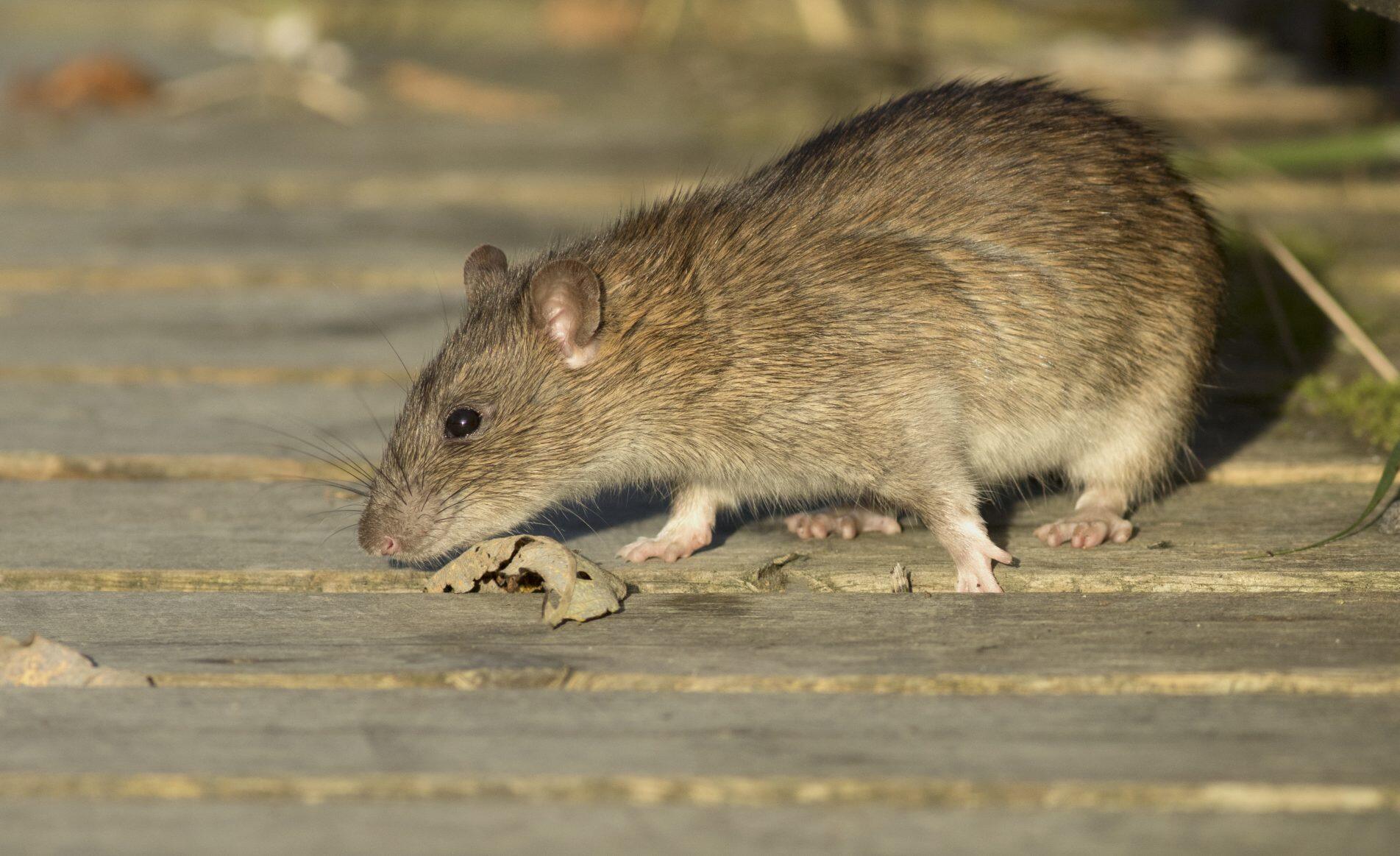 Brown Rats (Norway Rats)