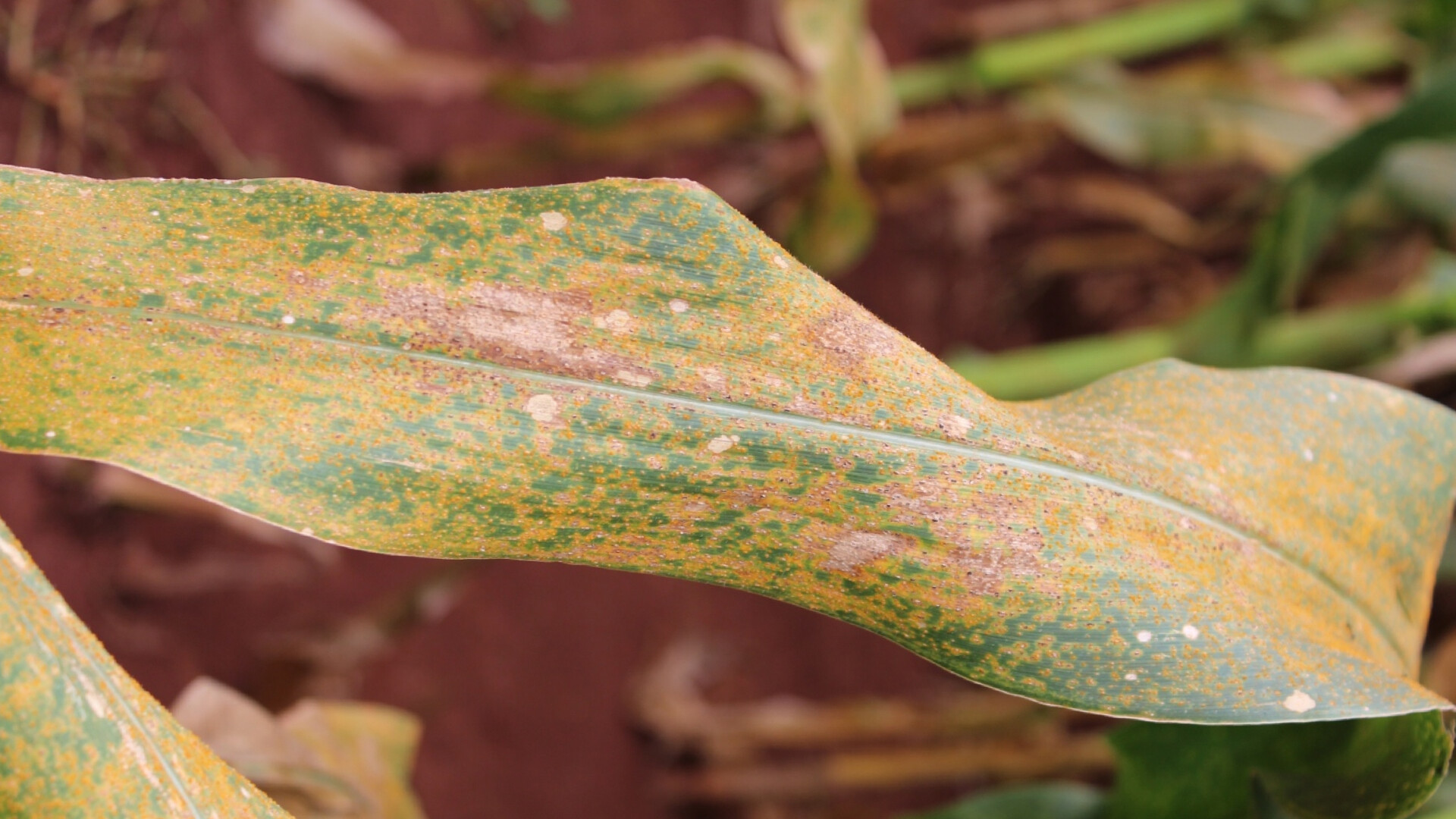 Rust Diseases