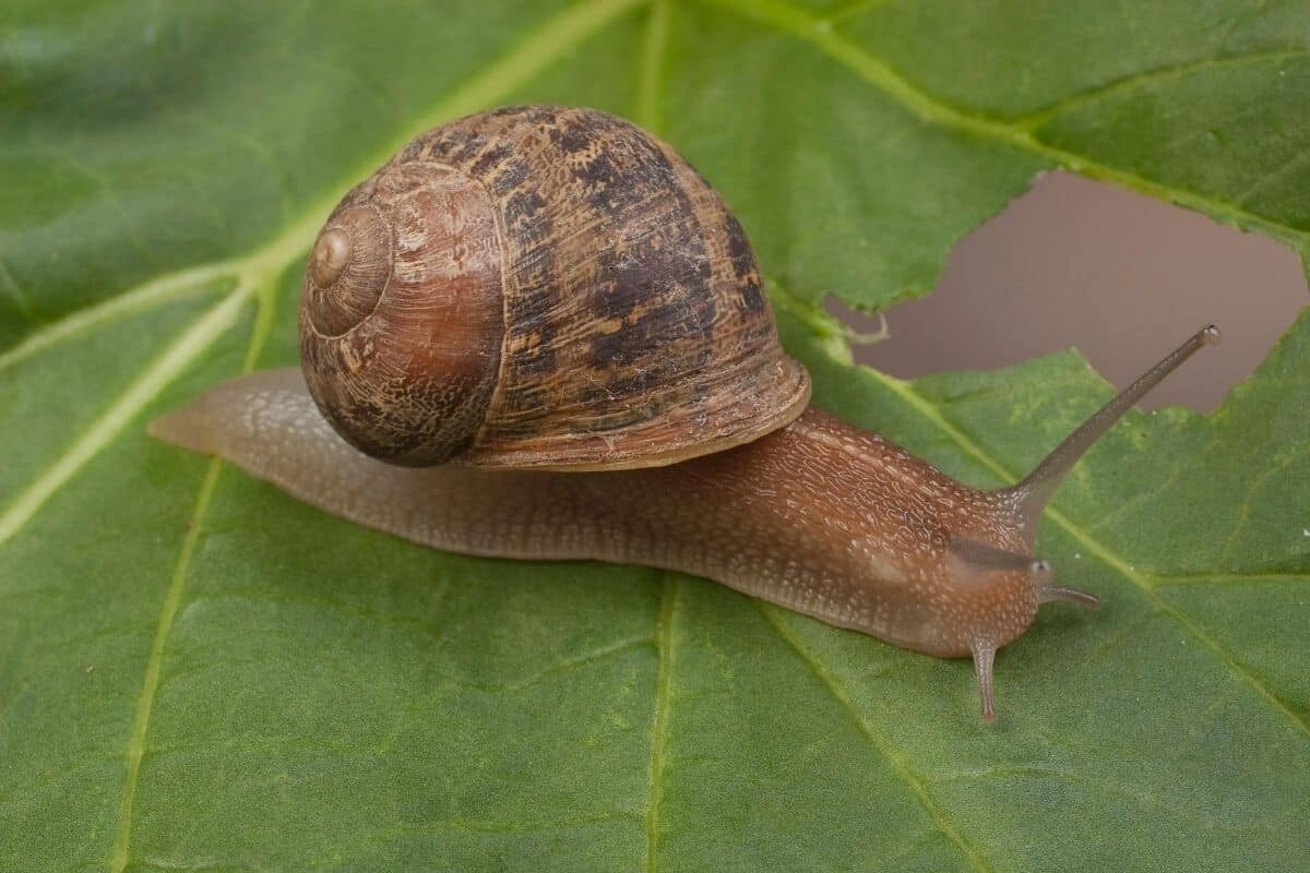 Garden Snails