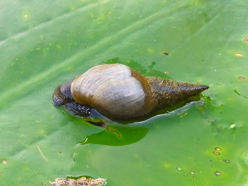 Oncomelania Snails