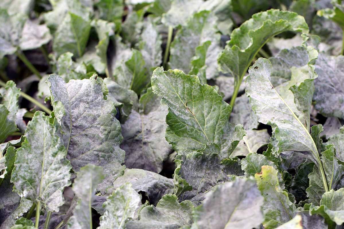 Powdery Mildew