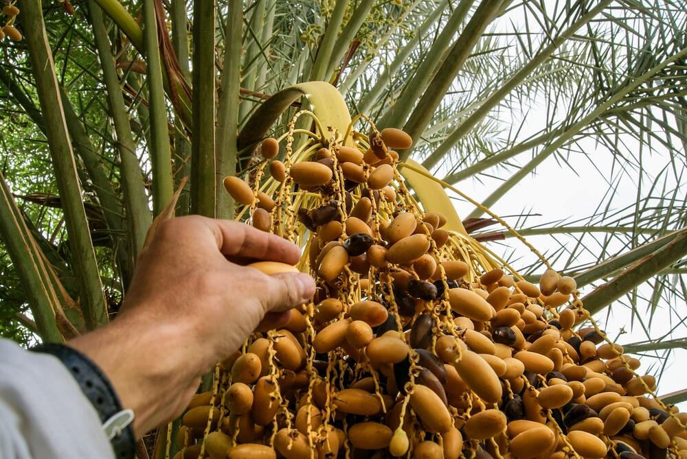 Fruits