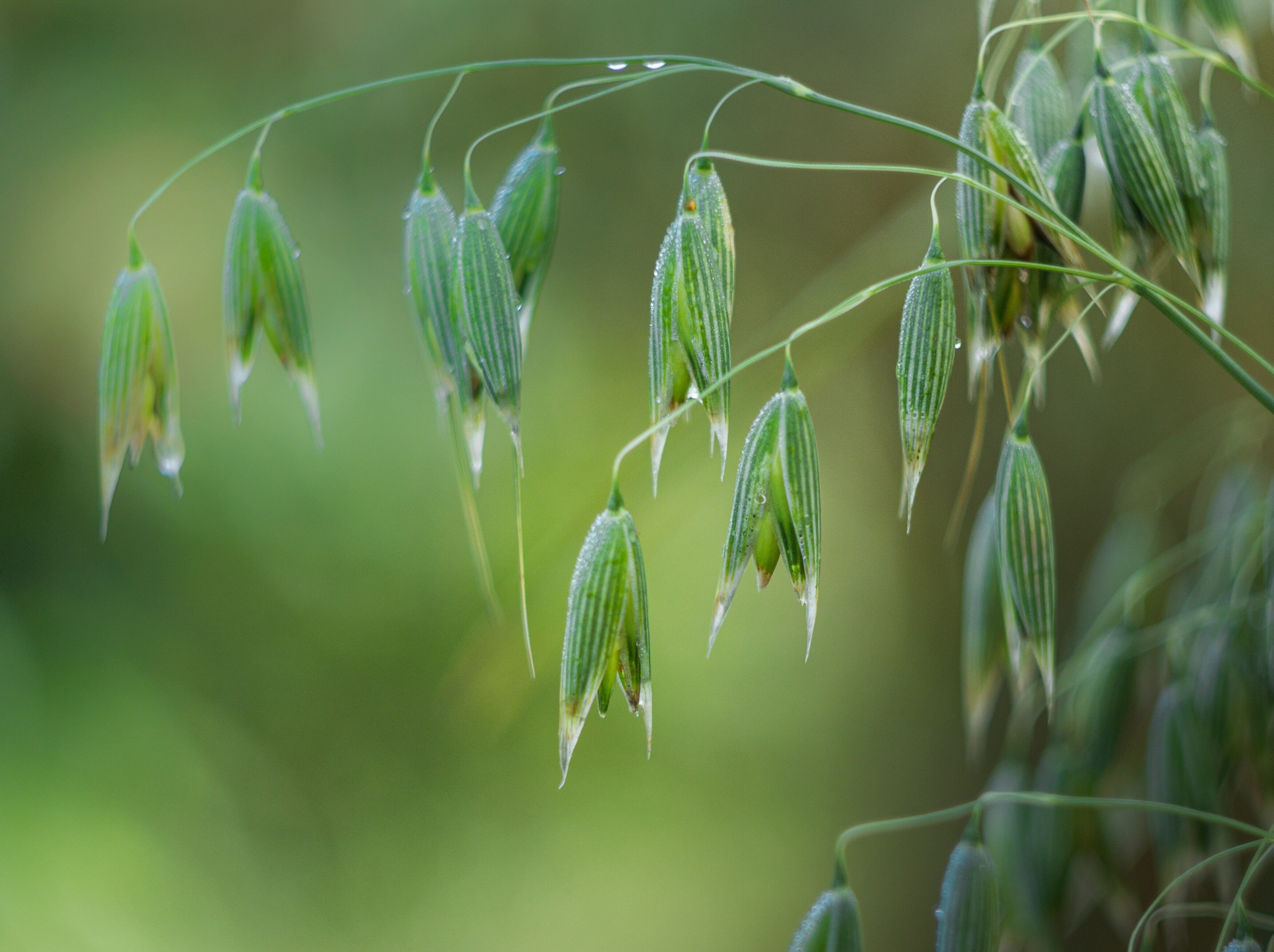 Herbicides