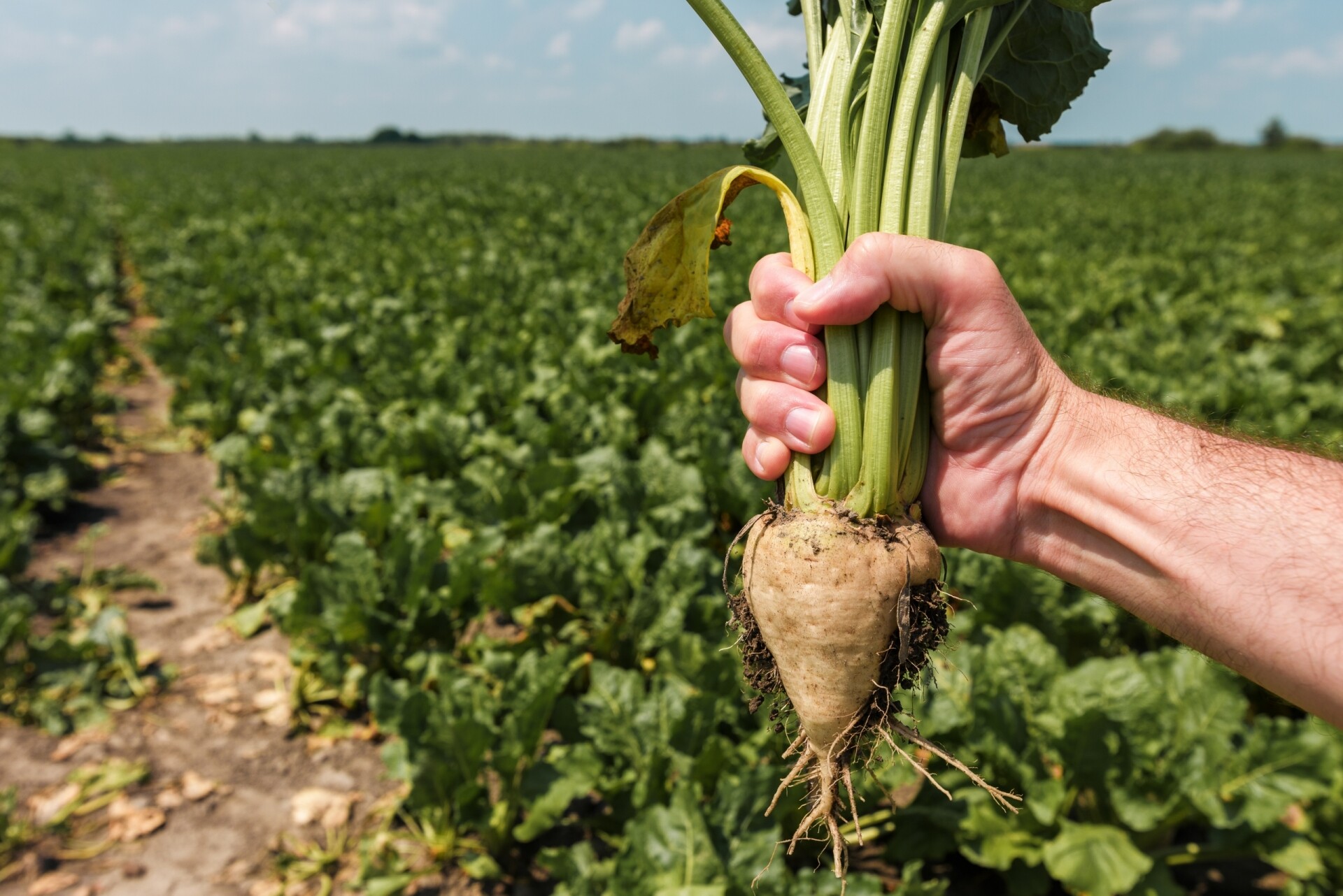 Cash Crops
