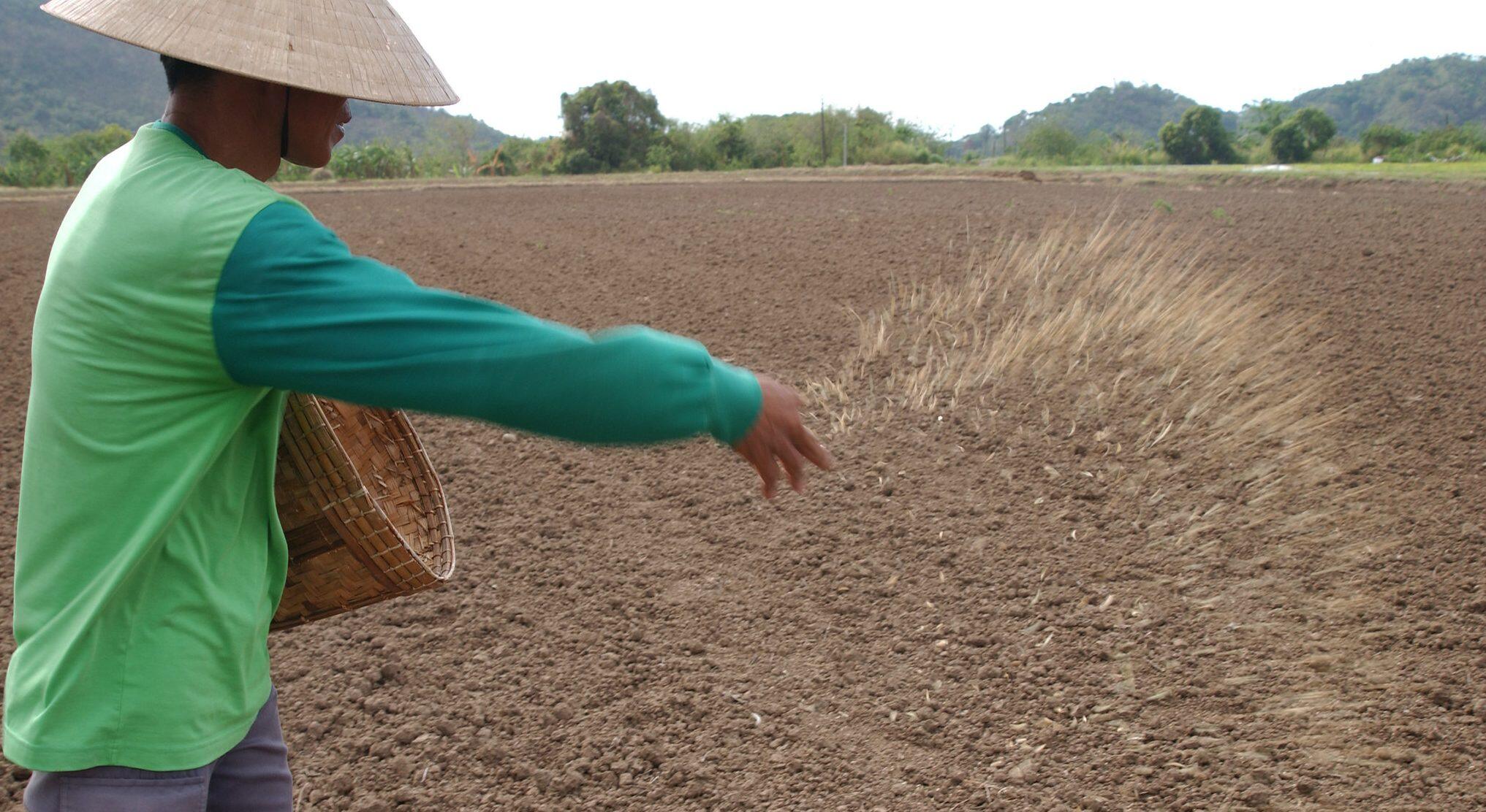 Dry Direct-seeded Rice