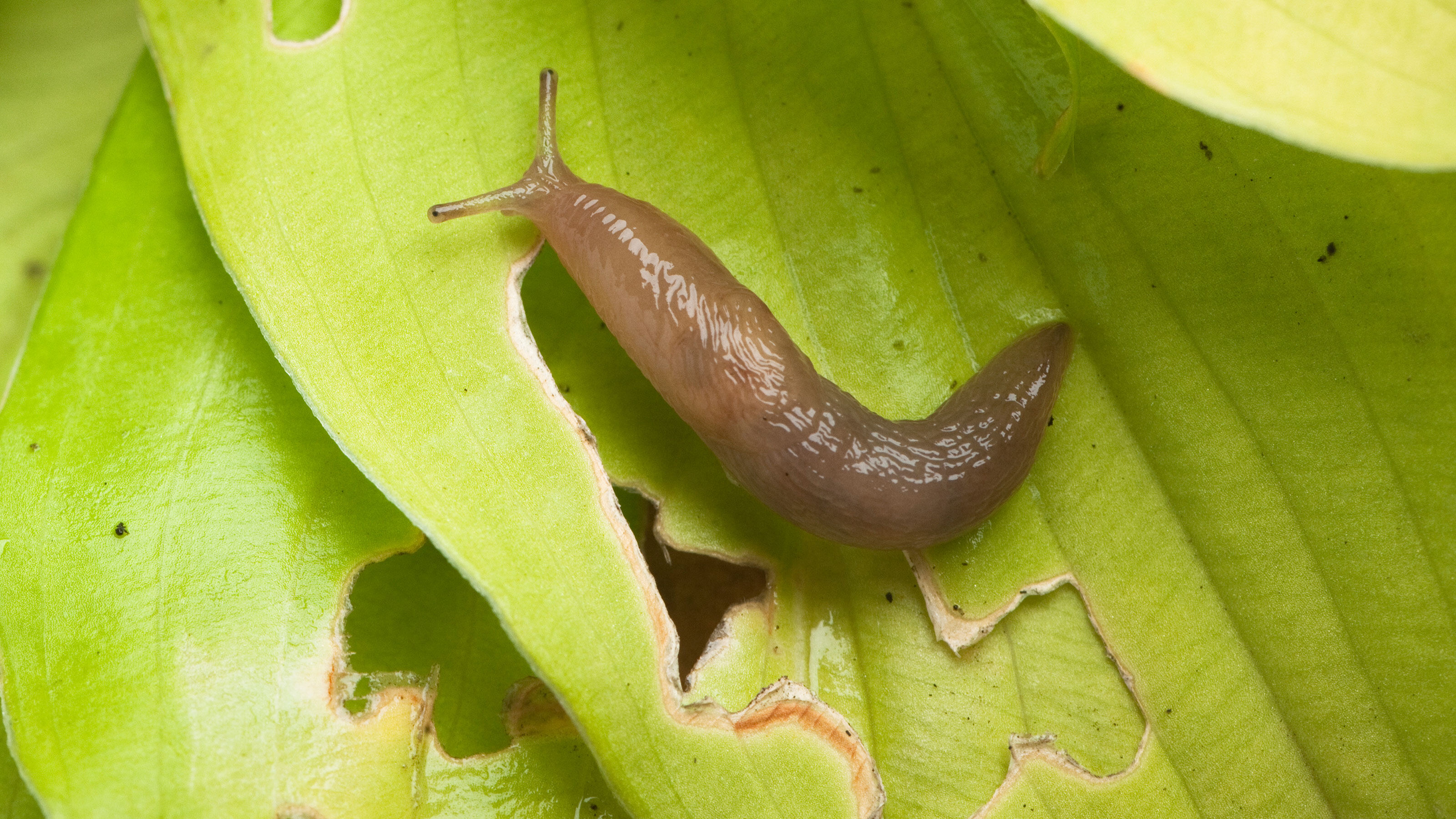 Slugs