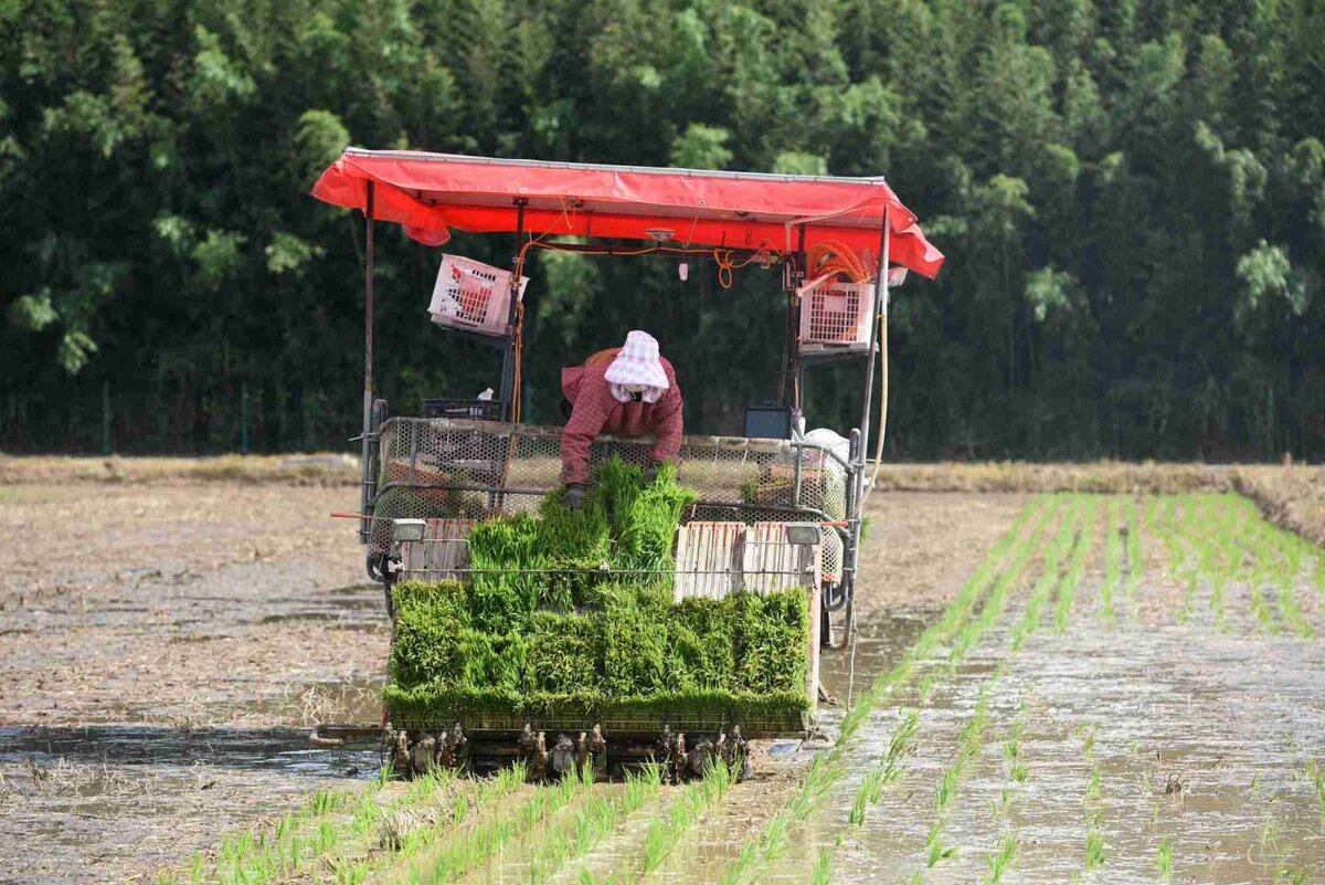 Mechanically Transplanted Rice