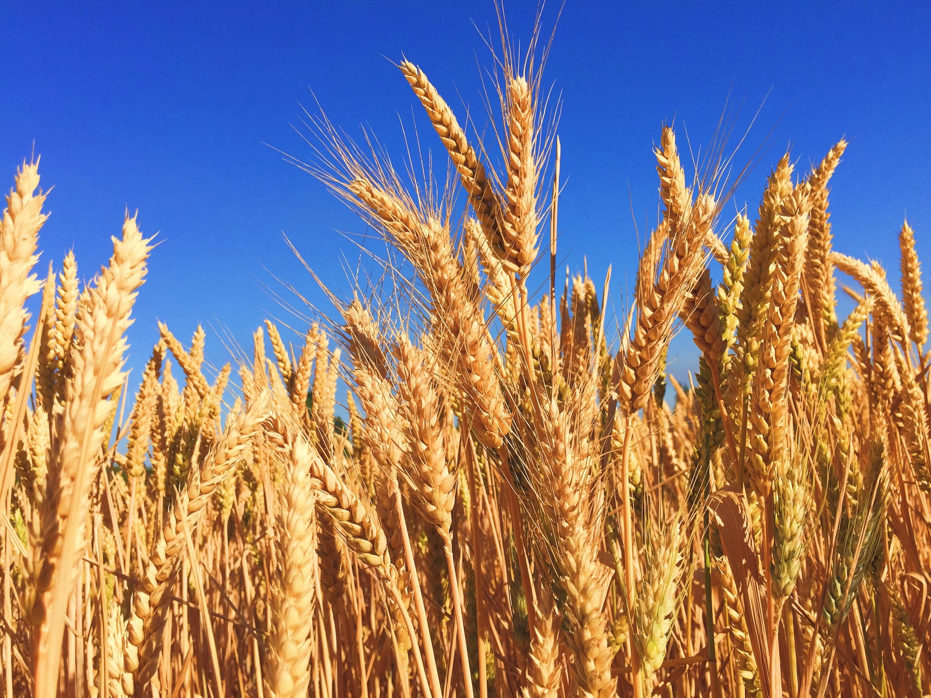 Field Crops