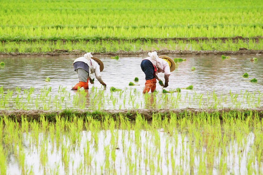 Rice Crop Protection Solution for South Asia