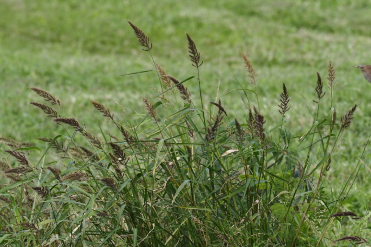 Barnyard Grass