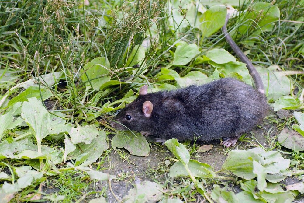Black Rats (Roof Rats)