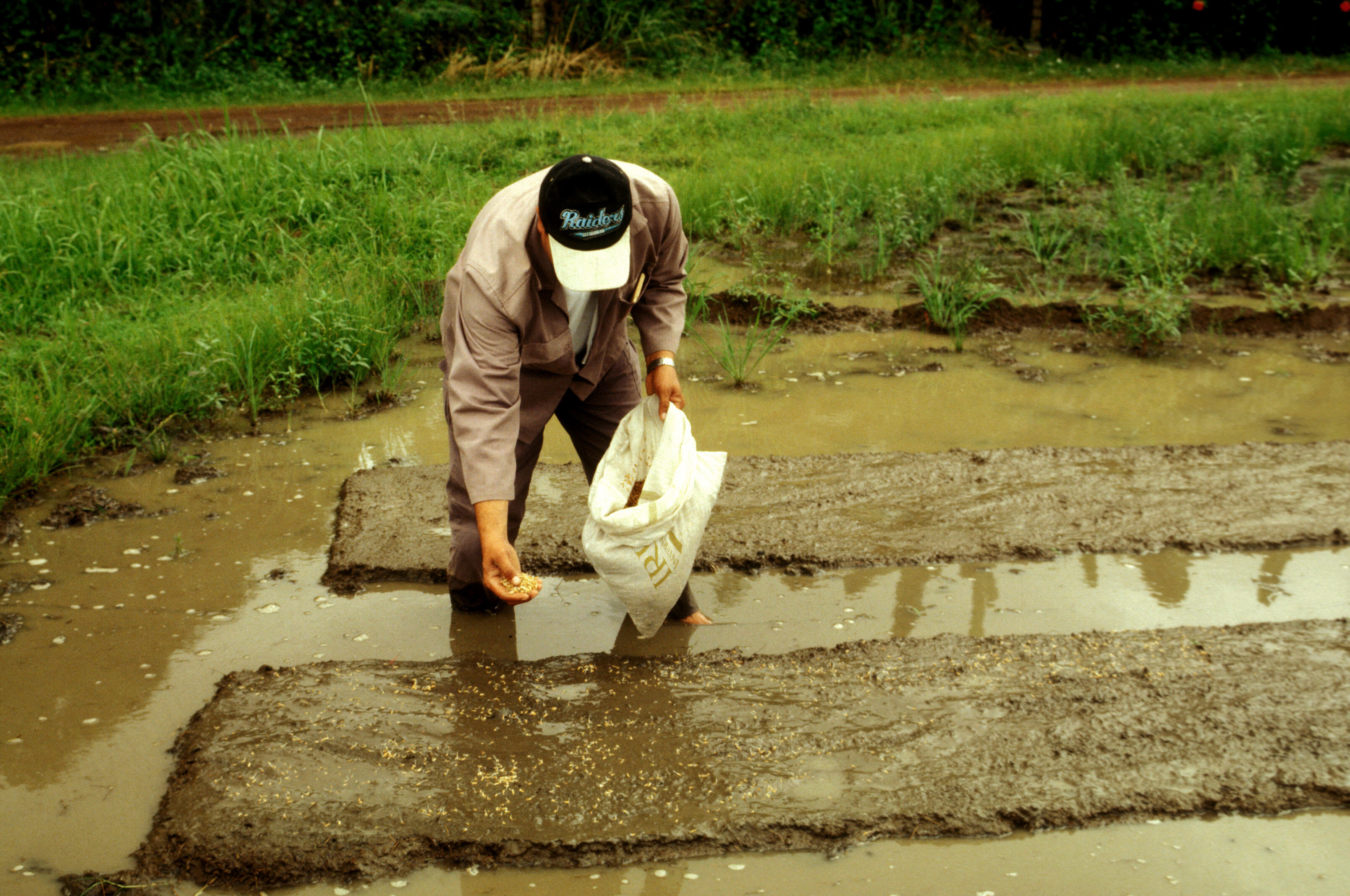 Wet Direct-seeded Rice