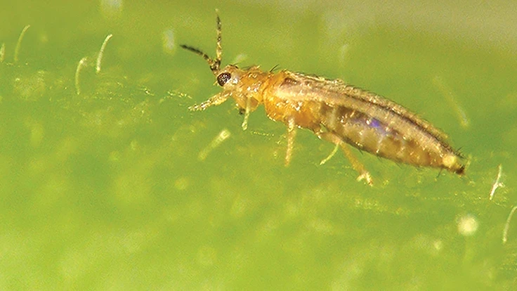 Thrips