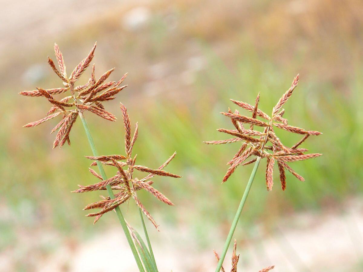Purple Nutsedge