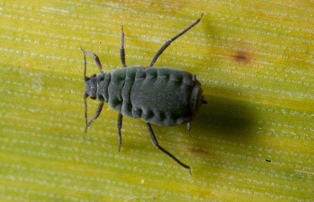 Aphids