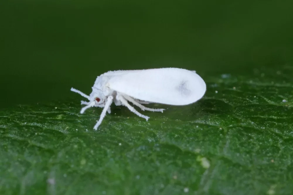 Insecticides