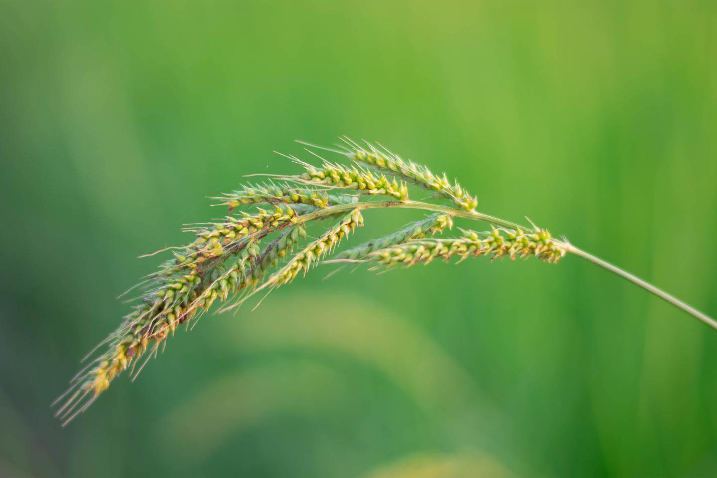 Jungle Rice