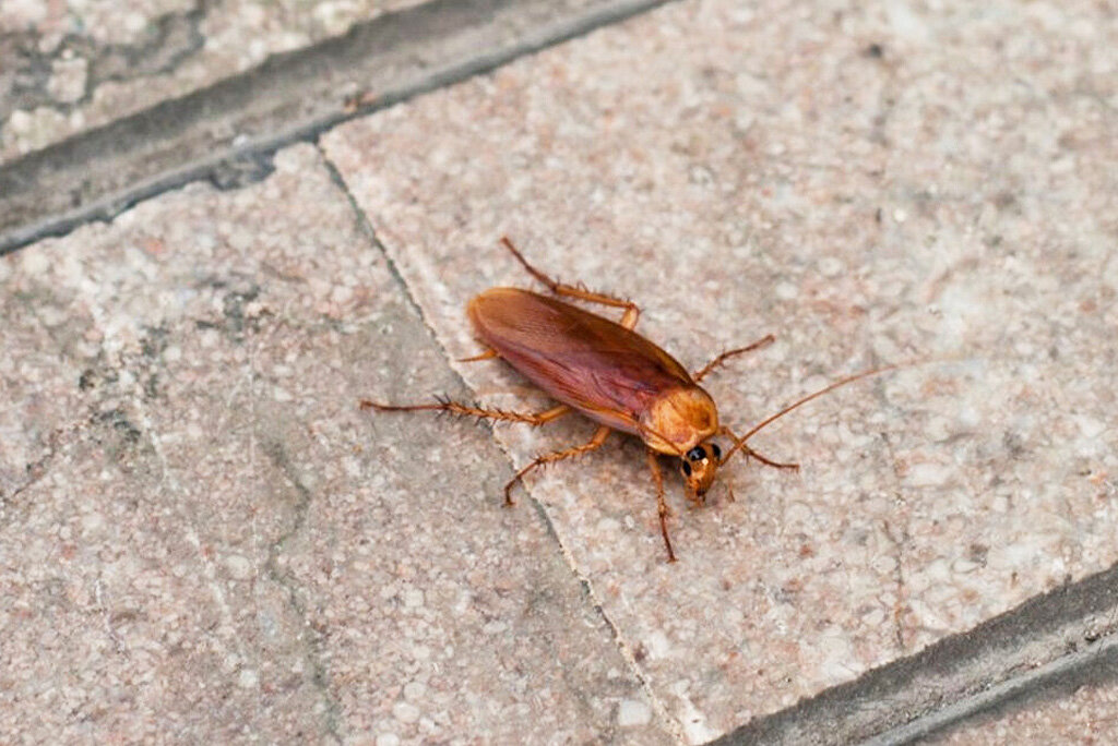 Cockroaches