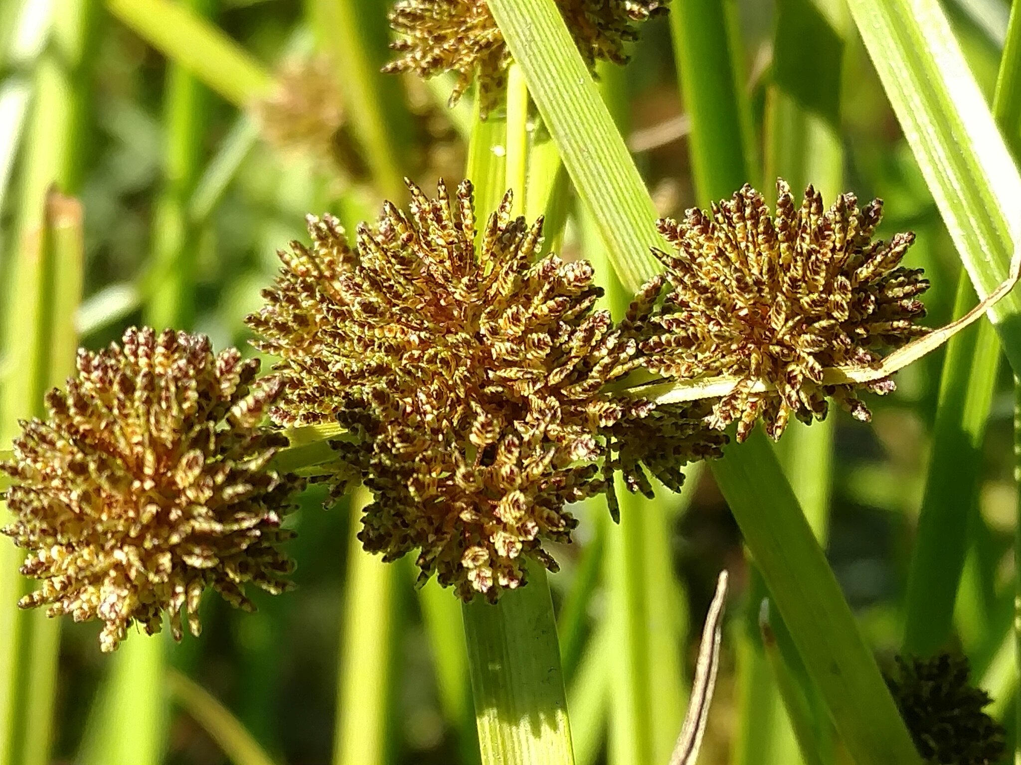 Smallflower Umbrella Sedge