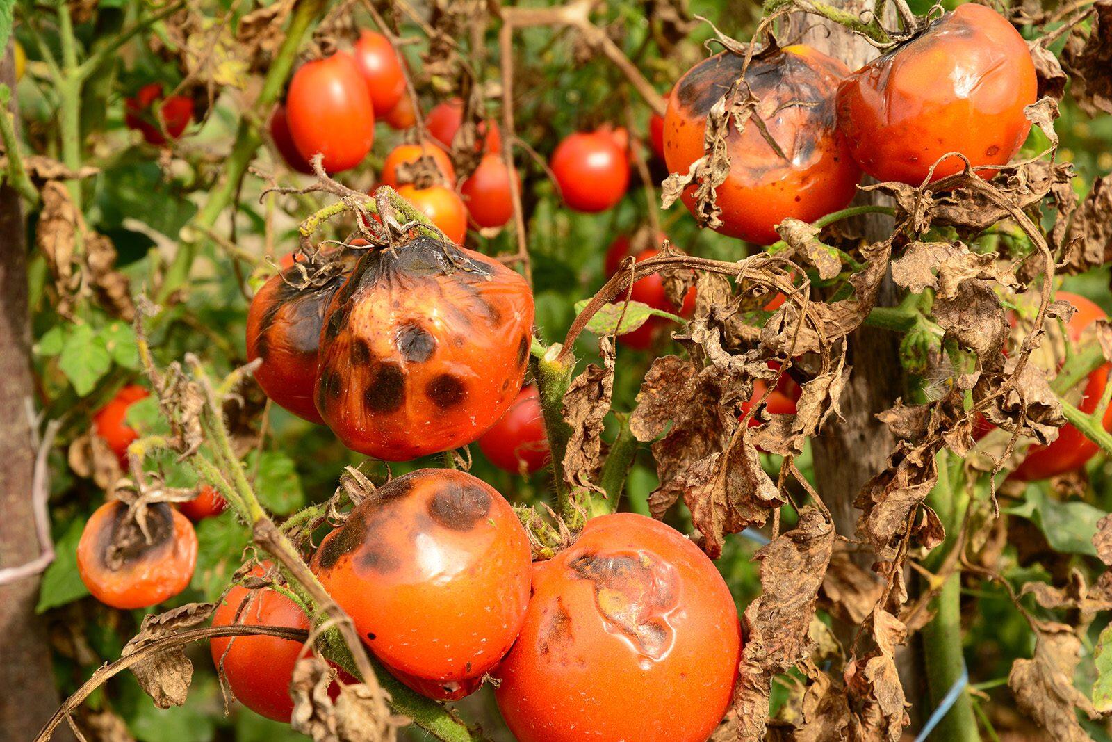 Early and Late Blight