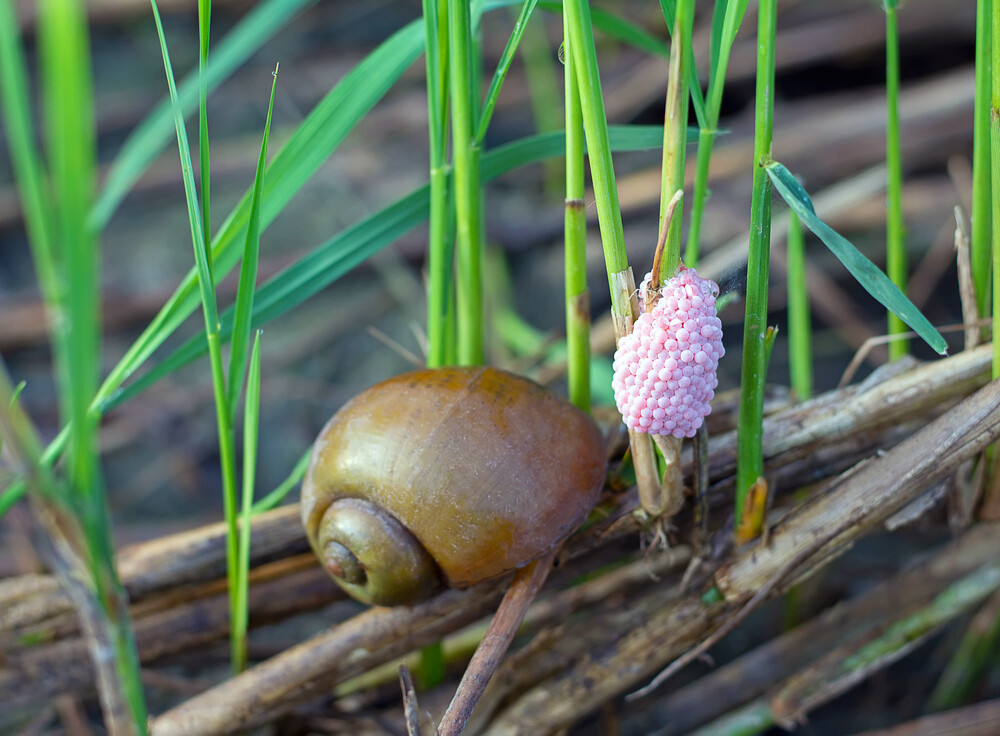 Golden Apple Snails