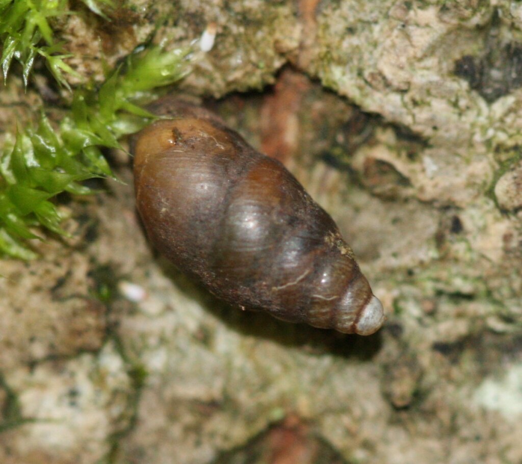 Bulinus Snails