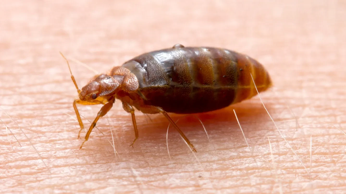 Bedbugs