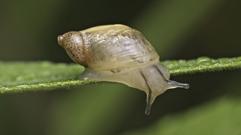 Young Snails