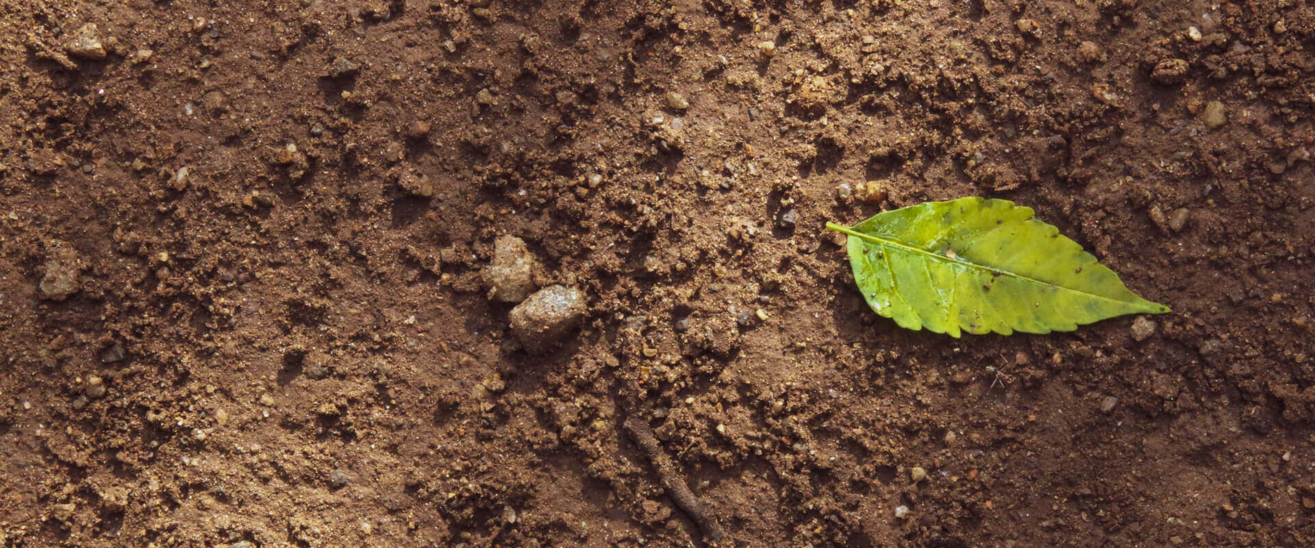 Method for Determining 11 Perfluorinated Compounds in Quartz Sand and Soil Using Anyeep TQ9120
