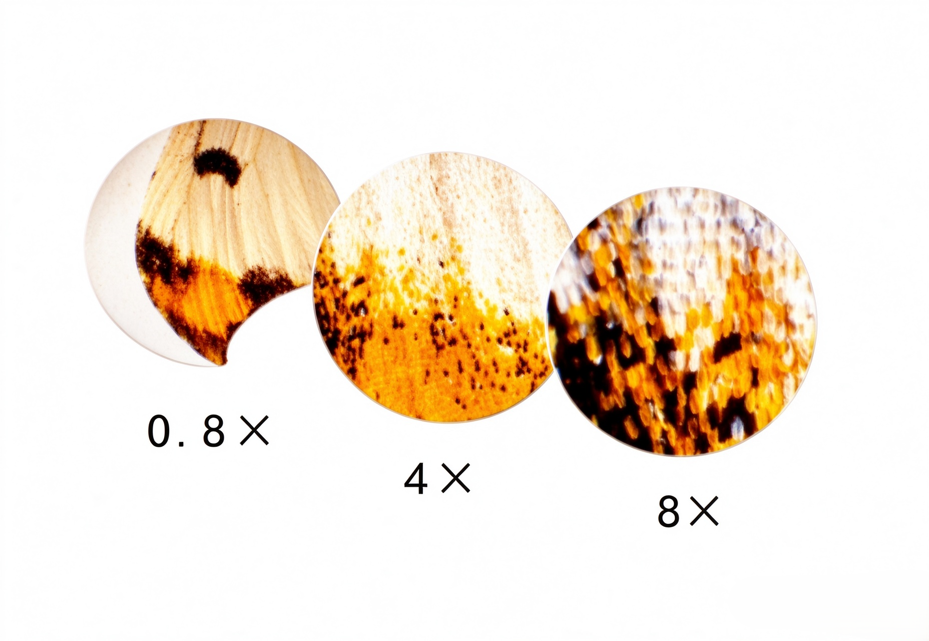 High Zoom Ratio