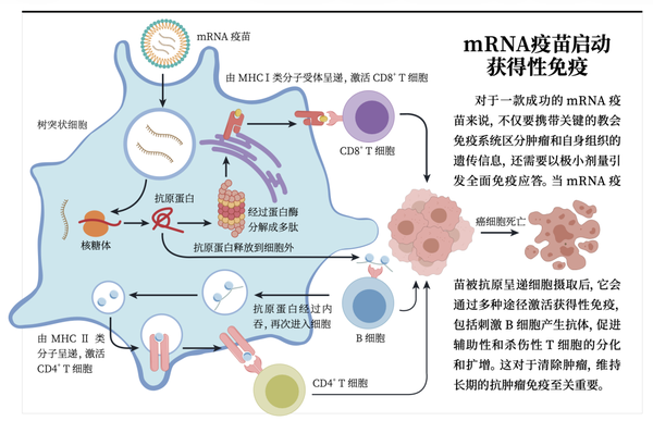 mRNA Vaccine Research