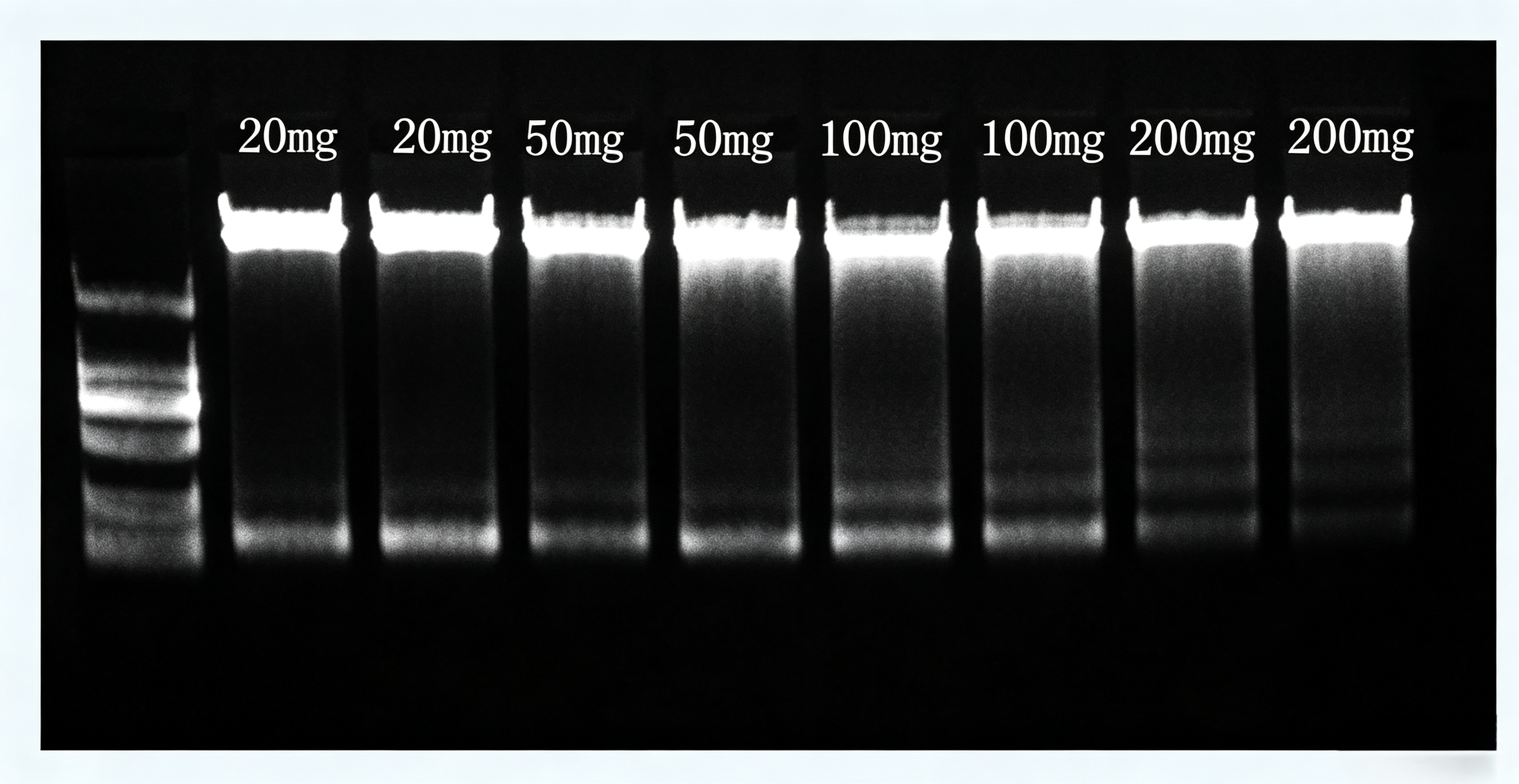 Electrophoresis Visible: 2 mg sample yields sufficient DNA, saving sample volume while achieving higher purity.
