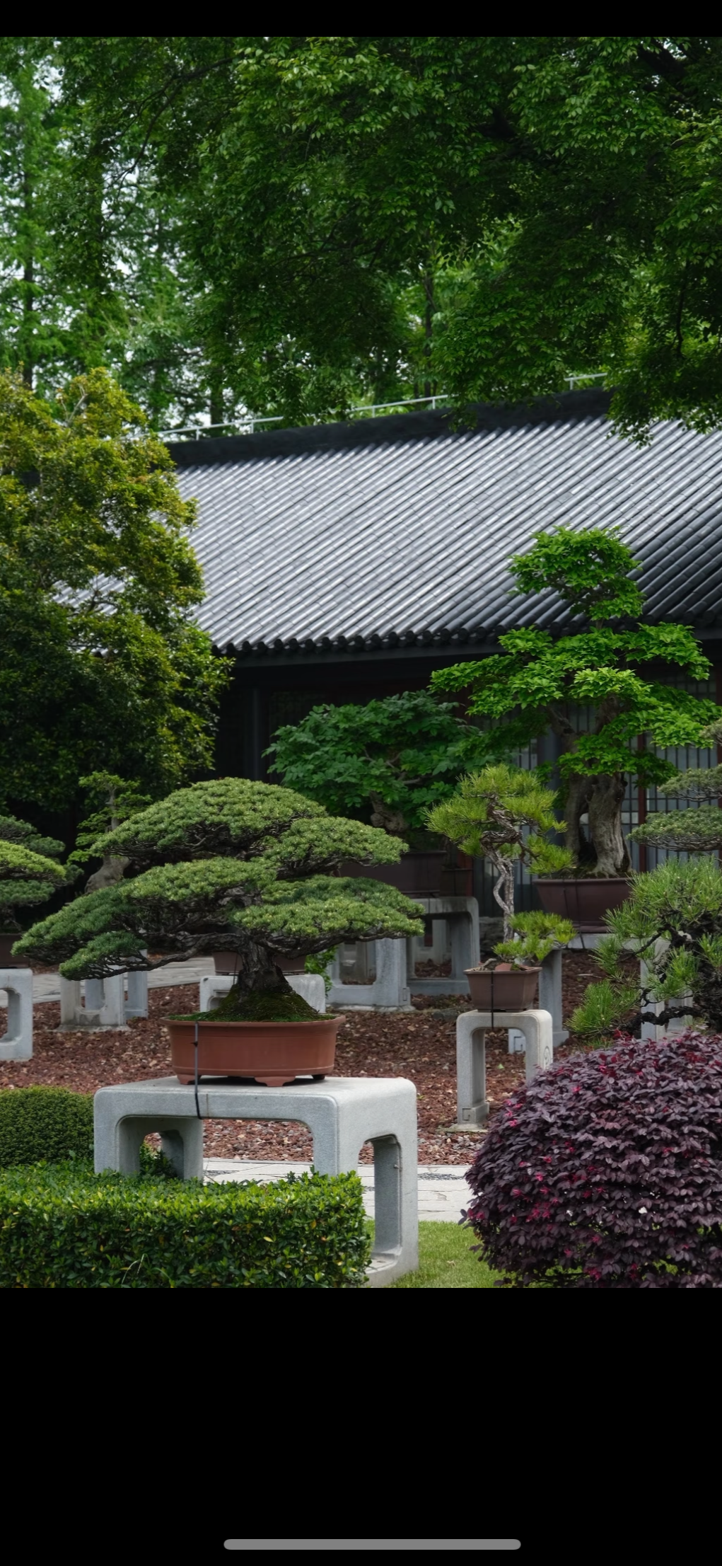 盆景园研学