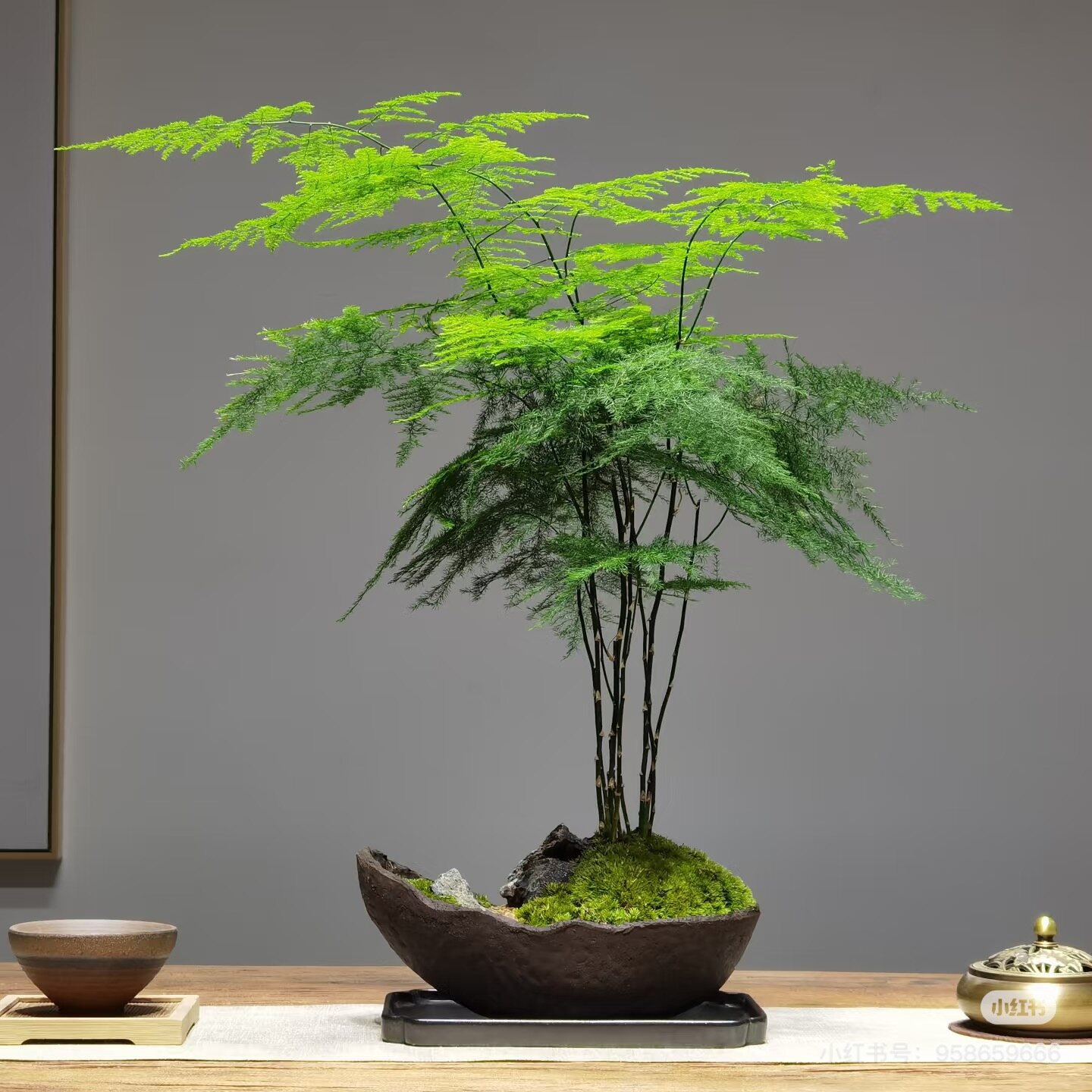 企业礼赠盆景