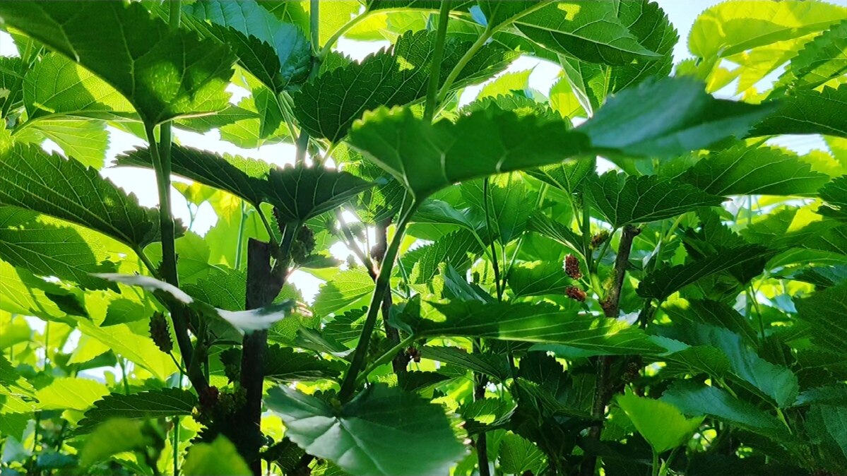 生态种植