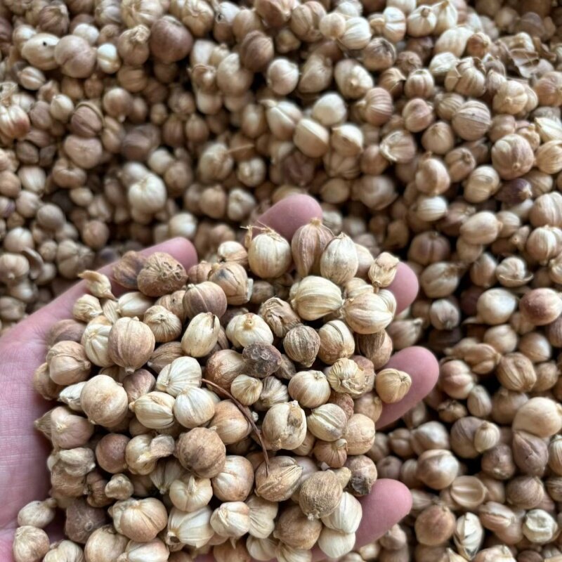 白豆蔻 2