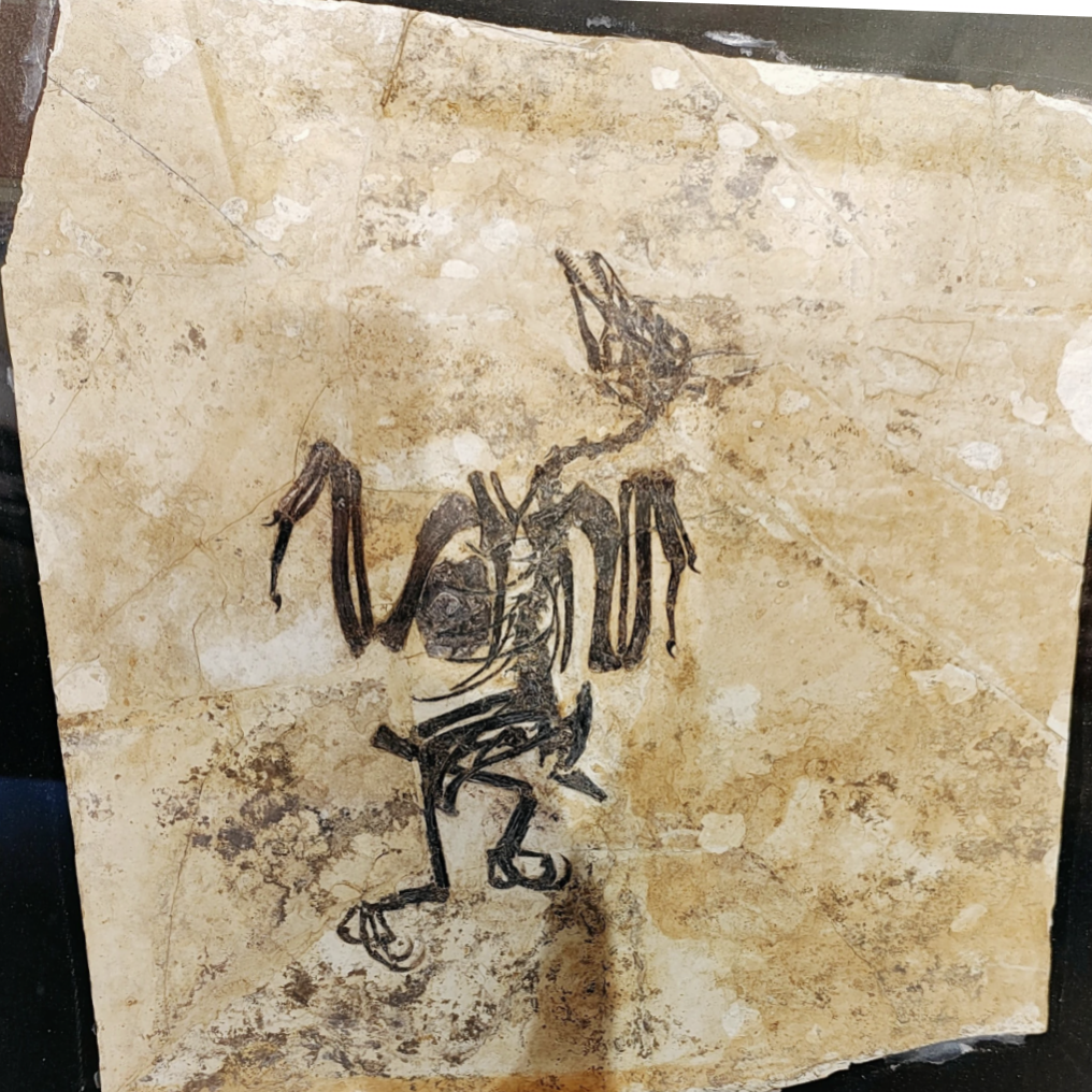 古生物化石精品展
