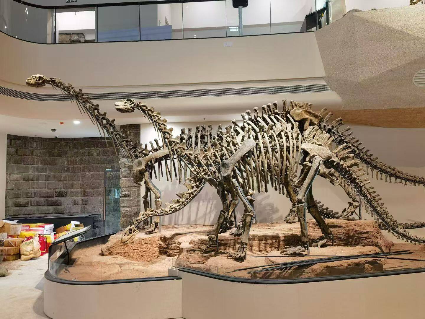 恐龙骨骼修复展示