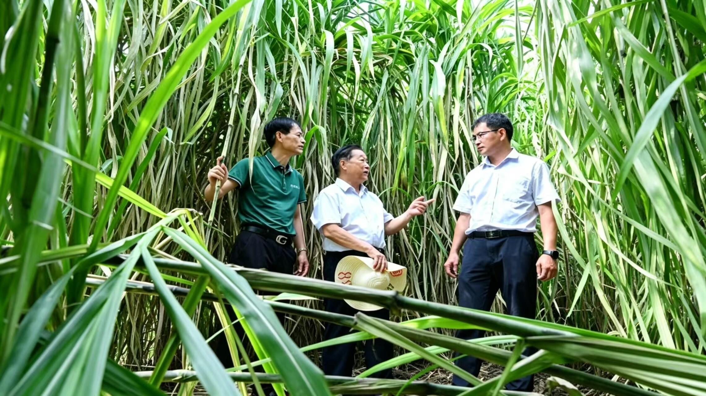 菌草循环农业