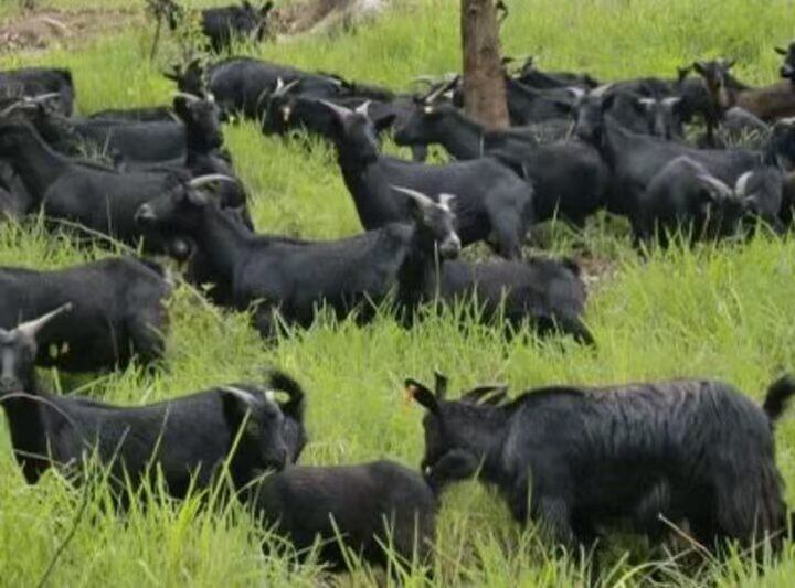种羊供应