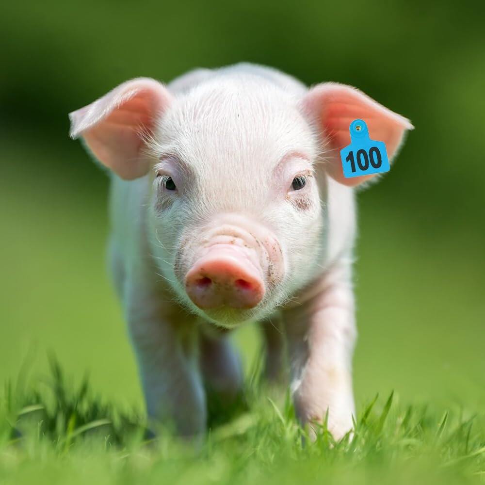 Livestock Ear Tags 001-100 Numbered Plastic with Applicator Pliers (Blue)
Animal Ear Tags for Pig Cow Sheep Calf Goat, Animal Identification Ranch & Farm Herd Tracking, Laser-printed Fade-Resistant 2