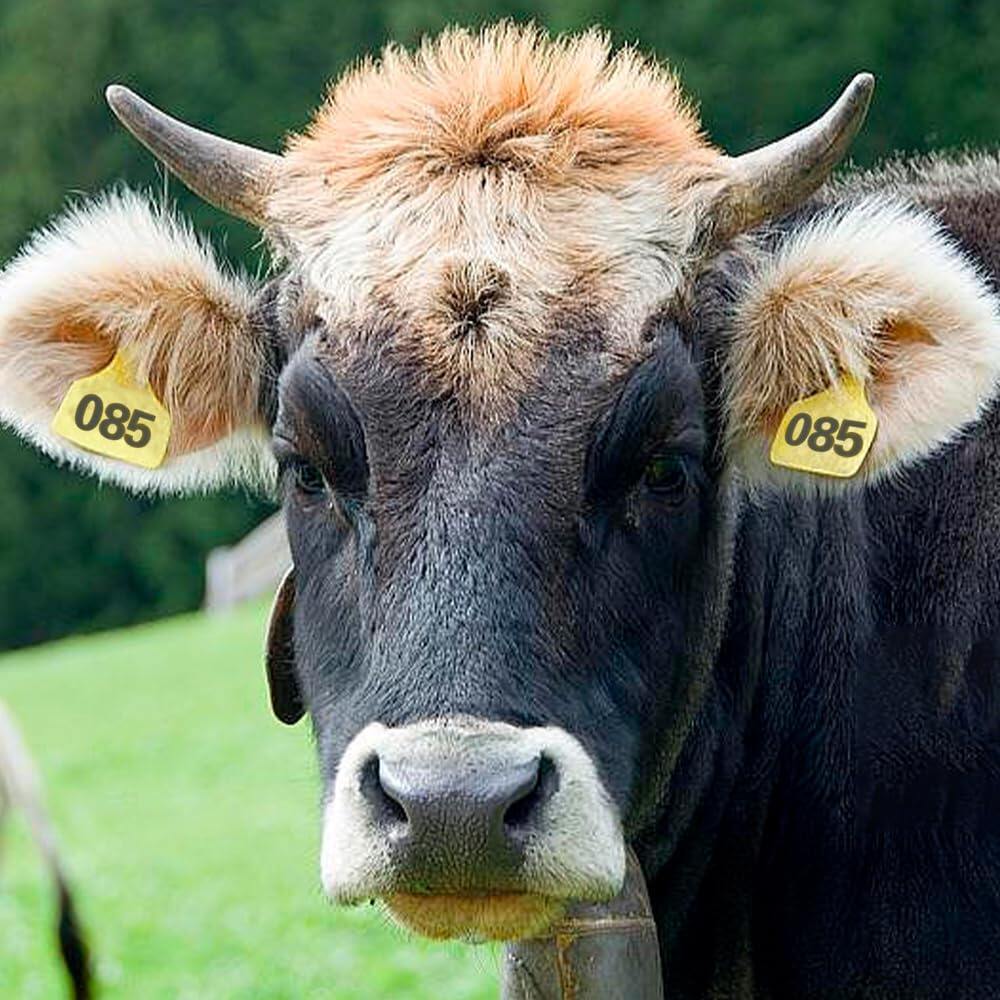 Cattle Ear Tags 001-100 Numbered Plastic with Applicator Pliers (Yellow)
Livestock Ear Tag for Cow Sheep Calf Goat Pig, Animal Identification Ranch & Farm Herd Tracking, Laser-printed Fade-Resistant 2