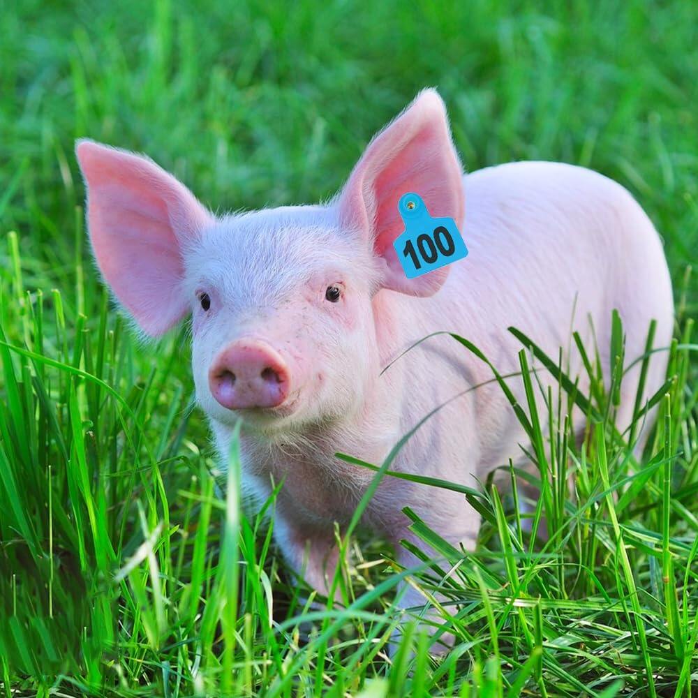Livestock Ear Tags 001-100 Numbered Plastic with Applicator Pliers (Blue)
Animal Ear Tags for Pig Cow Sheep Calf Goat, Animal Identification Ranch & Farm Herd Tracking, Laser-printed Fade-Resistant 4