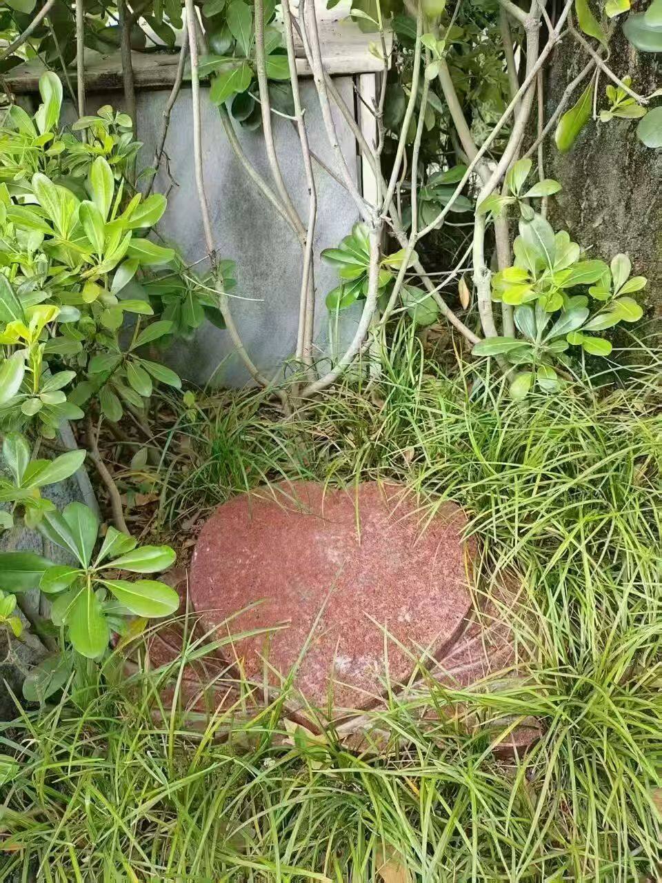 树葬-1