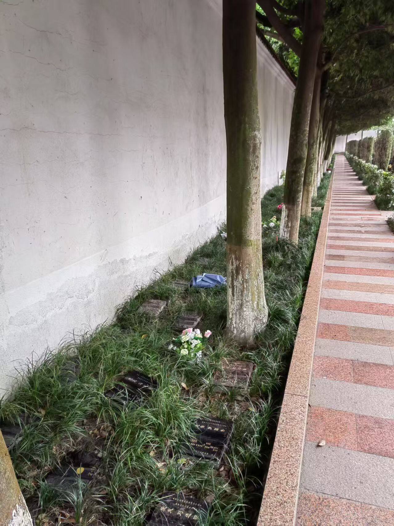 树葬-4