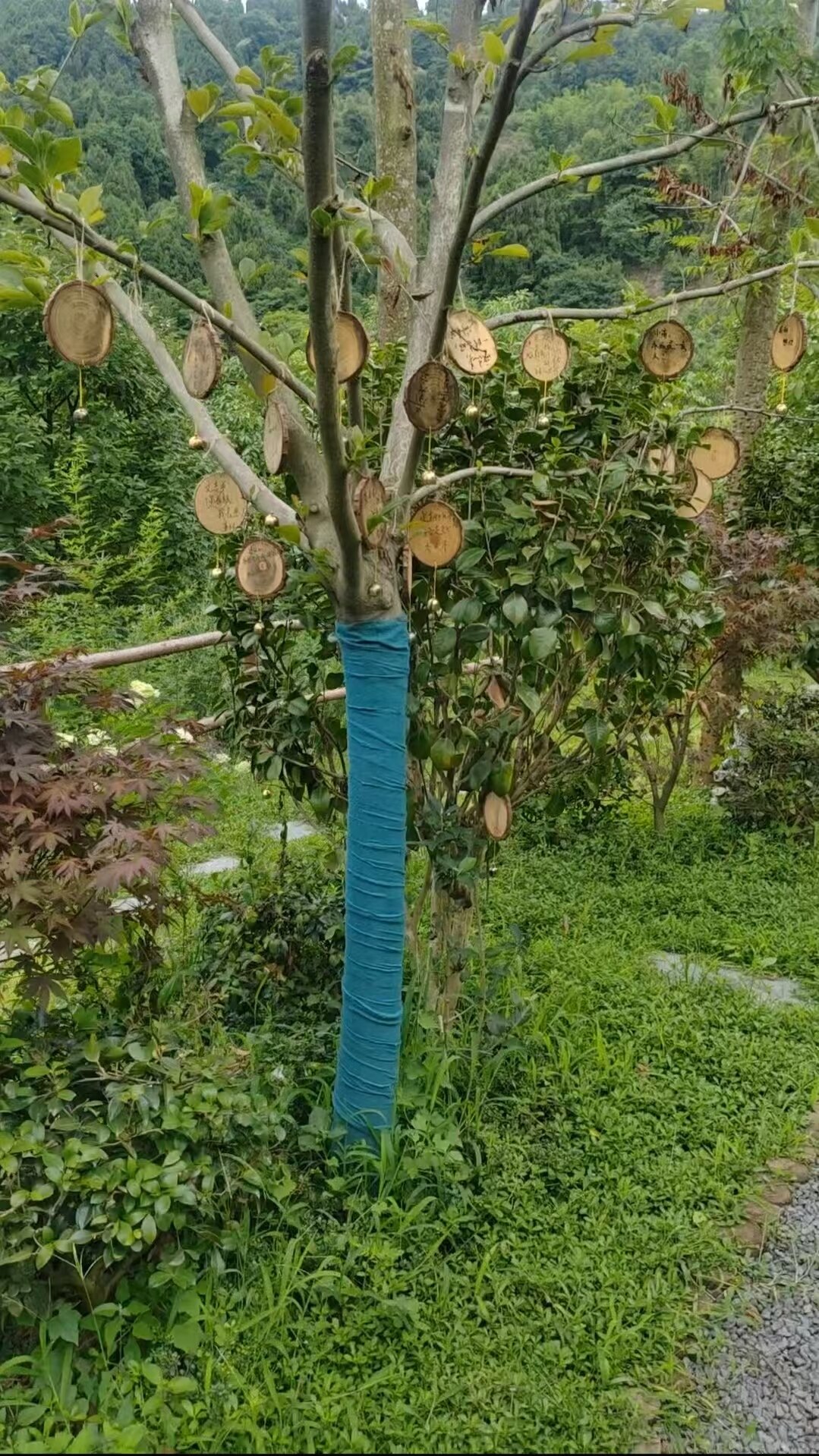 树葬-3