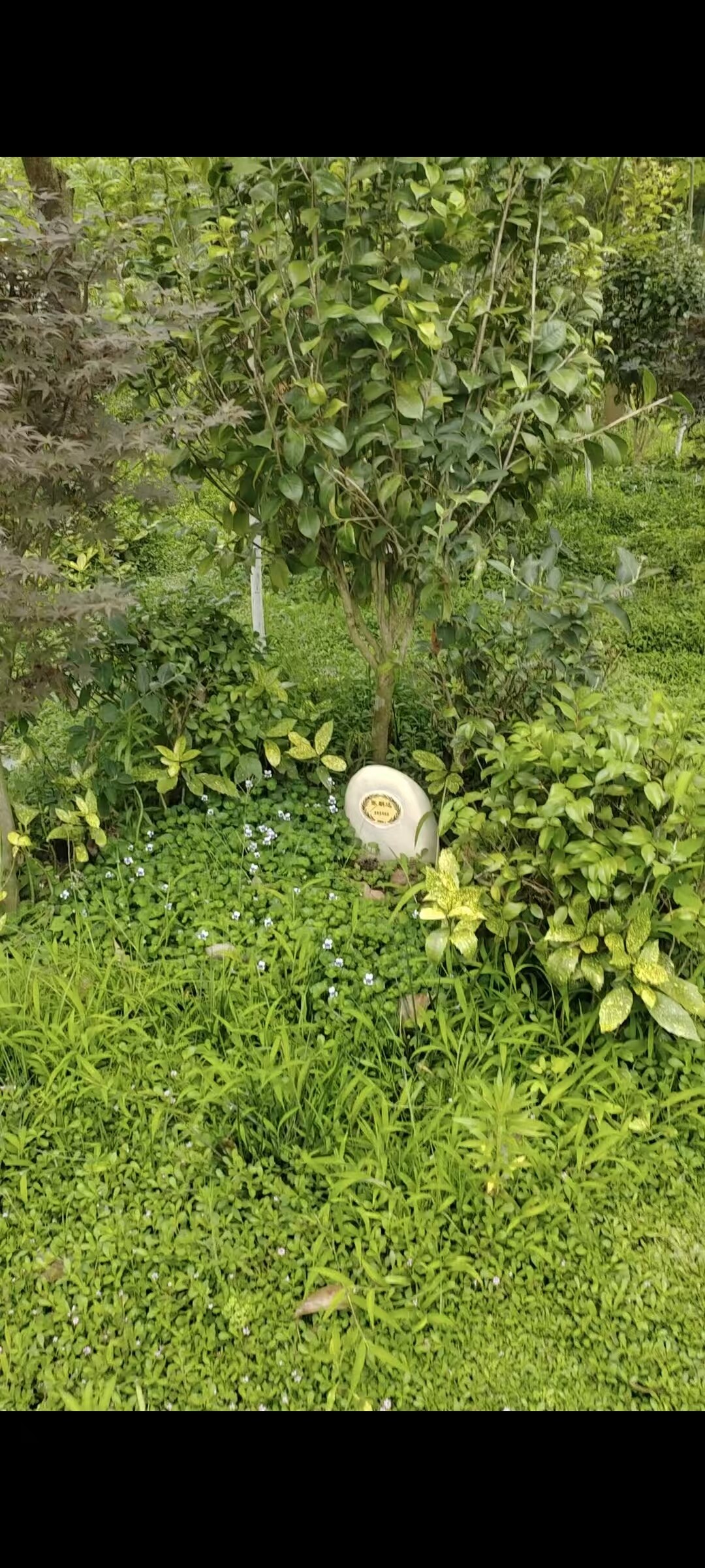 树葬-1